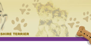 Elegance Kingdom - Criadero Yorkshire Terrier